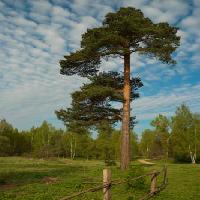 arbre, jardin, champ, nature, barrière, route, vert Konstantin Gushcha - Dreamstime