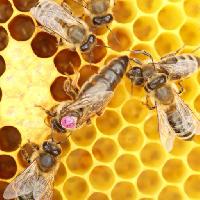 Pixwords L`image avec abeilles, ruche, animaux, insectes, insectes, animaux, miel Rtbilder