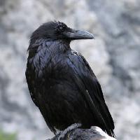 Pixwords L`image avec oiseau, noir, pic Matthew Ragen - Dreamstime