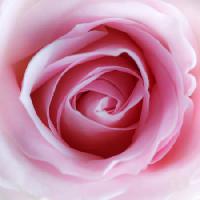 Pixwords L`image avec fleur, rose Misterlez - Dreamstime
