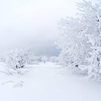 hiver, blanc, arbre Kutt Niinepuu - Dreamstime