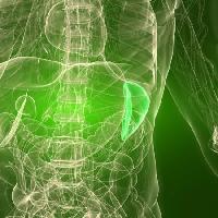organes, humain, homme Sebastian Kaulitzki - Dreamstime