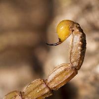 scorpion, animal, insecte Mauro Rodrigues (Membio)