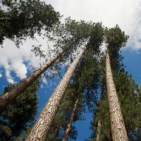 Pixwords L`image avec Arbre, arbres, ciel, bois, nuages Juan Camilo Bernal - Dreamstime