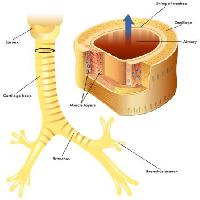 Pixwords L`image avec veine, le corps, le cartilage, muscle, anathomy, du larynx Rob3000 - Dreamstime