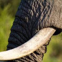 l'éléphant, le tronc, animal Villiers Steyn (Villiers)