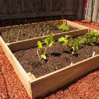 de légumes, de légumes, de grandir, développé, vert, plante, plantes, bois Mvogel