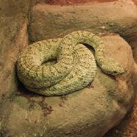 Pixwords L`image avec serpent, animal, sauvage, rocher, rochers John Lepinski (Acronym)