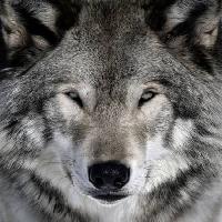 Pixwords L`image avec loup, animal, sauvage, chien Alain - Dreamstime
