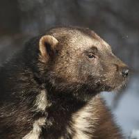 Pixwords L`image avec animal, ours, sauvage, la faune, la fourrure Moose Henderson - Dreamstime
